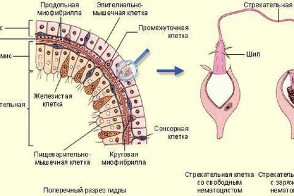 Black sprut клаб