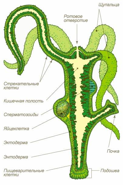 Зеркало blacksprut тор ссылка bs2webes net